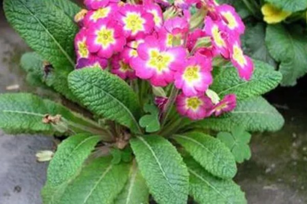 多花报春的花期，花期在春季