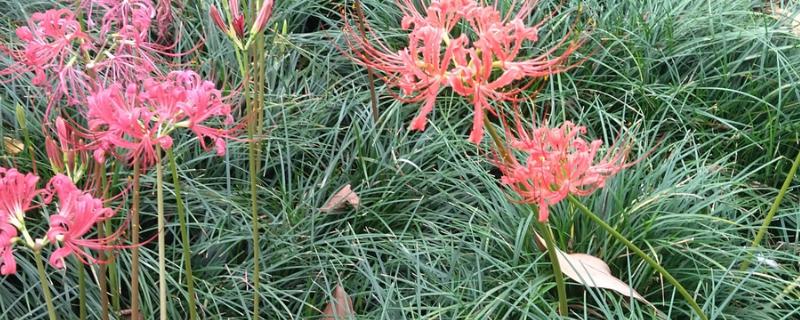 彼岸花有哪几种颜色，只有红色