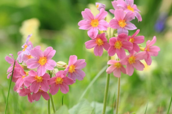 多花报春的花期，花期在春季