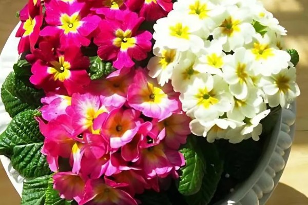 多花报春的花期，花期在春季