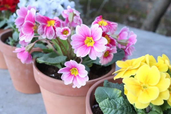 多花报春的花期，花期在春季