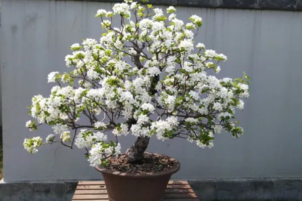 琼花的养殖方法,可在春季或秋季进行带土栽种