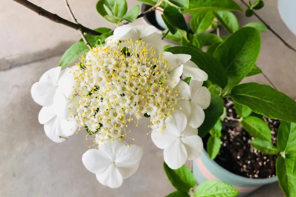 琼花的养殖方法,可在春季或秋季进行带土栽种