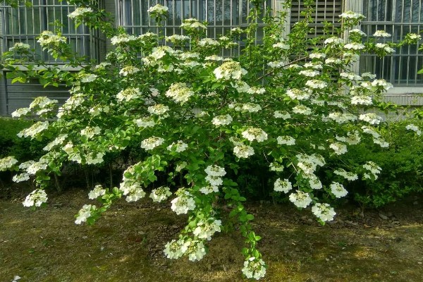 琼花的养殖方法,可在春季或秋季进行带土栽种