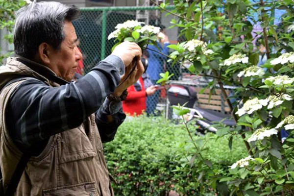 琼花的养殖方法,可在春季或秋季进行带土栽种