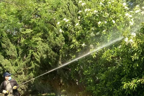 琼花的养殖方法,可在春季或秋季进行带土栽种