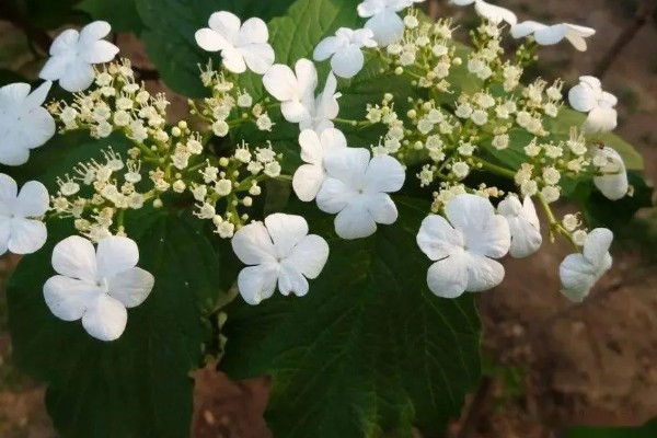 琼花的养殖方法,可在春季或秋季进行带土栽种