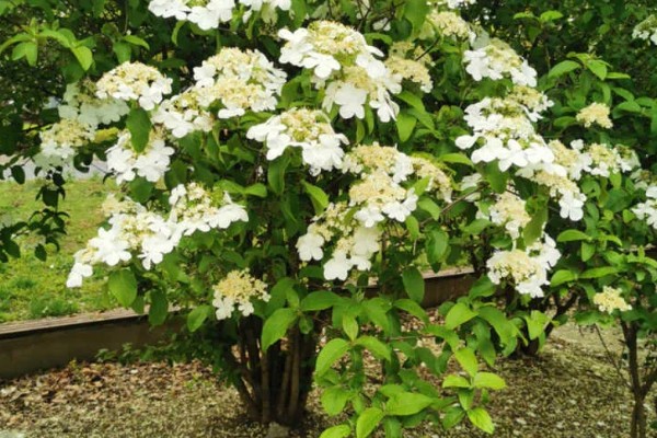 琼花的养殖方法,可在春季或秋季进行带土栽种