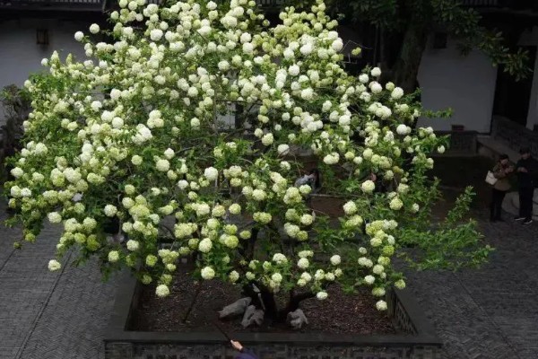 琼花的养殖方法,可在春季或秋季进行带土栽种