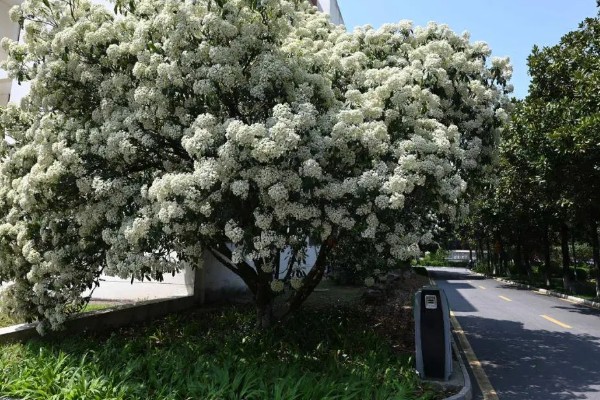 琼花的养殖方法,可在春季或秋季进行带土栽种