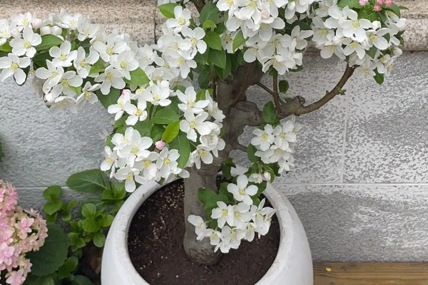 琼花的养殖方法,可在春季或秋季进行带土栽种