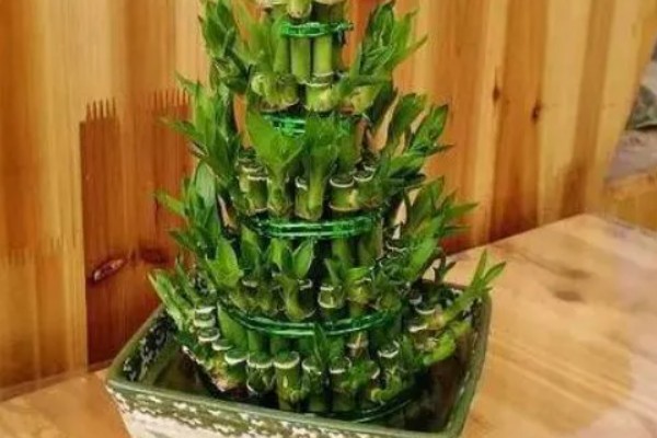 开运竹的养殖方法，生长几年后分支过多应适当修剪