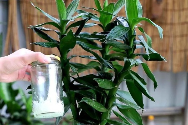 开运竹的养殖方法，生长几年后分支过多应适当修剪