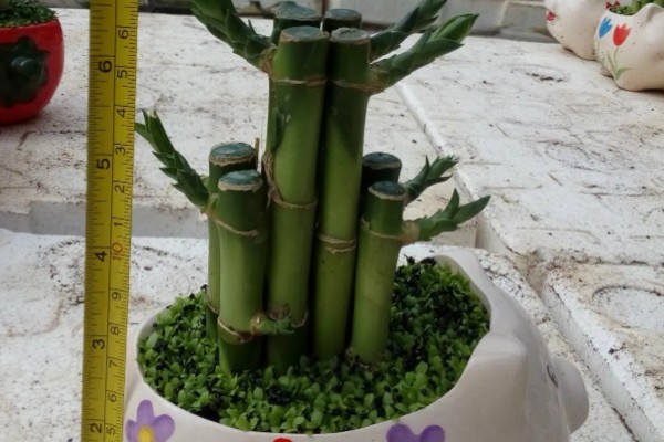 开运竹的养殖方法，生长几年后分支过多应适当修剪