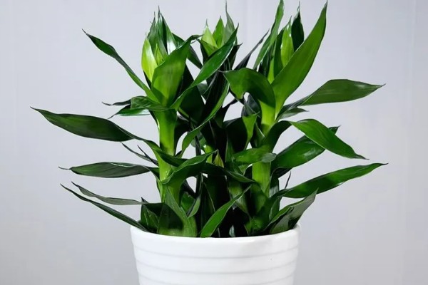 开运竹的养殖方法，生长几年后分支过多应适当修剪