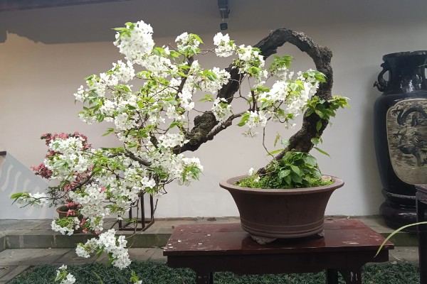 琼花的养殖方法,可在春季或秋季进行带土栽种