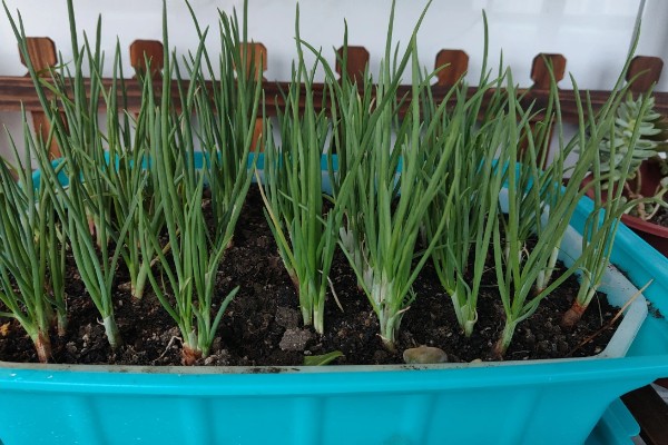 盆栽葱怎么爆盆，每天需接受5-6小时的光照