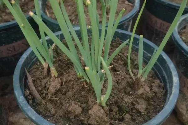 盆栽葱怎么爆盆，每天需接受5-6小时的光照