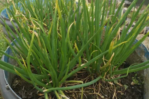 盆栽葱怎么爆盆，每天需接受5-6小时的光照