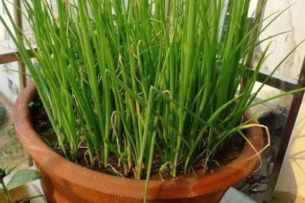 盆栽葱怎么爆盆，每天需接受5-6小时的光照