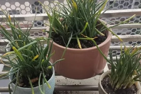 盆栽葱怎么爆盆，每天需接受5-6小时的光照