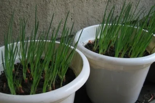 盆栽葱怎么爆盆，每天需接受5-6小时的光照
