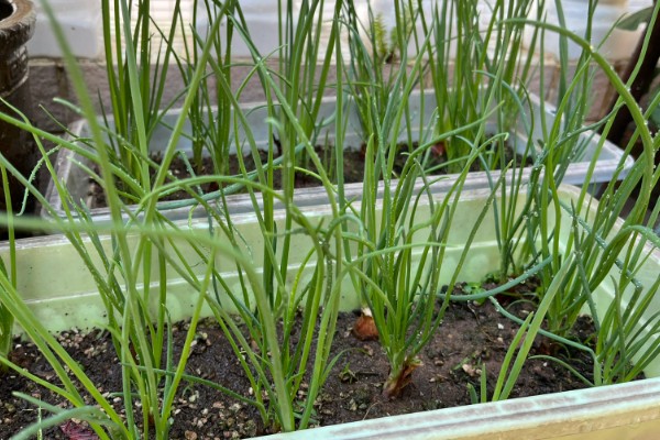 盆栽葱怎么爆盆，每天需接受5-6小时的光照