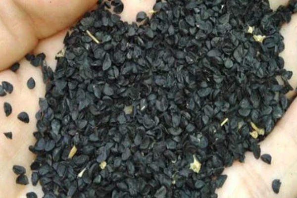 盆栽葱怎么爆盆，每天需接受5-6小时的光照