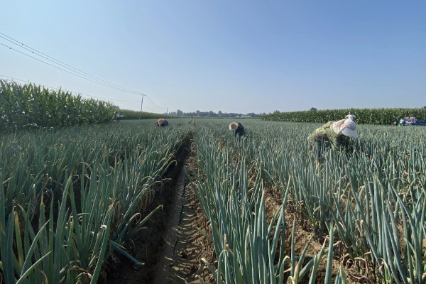 盆栽葱怎么爆盆，每天需接受5-6小时的光照