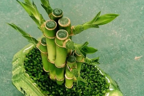 开运竹的养殖方法，生长几年后分支过多应适当修剪