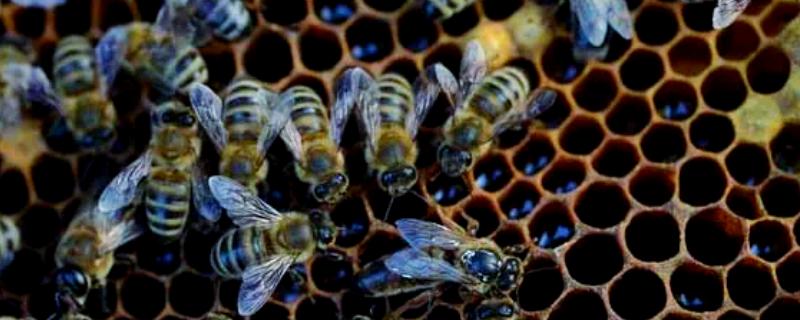 蜂螨的危害，会缩短寿命和导致幼虫死亡
