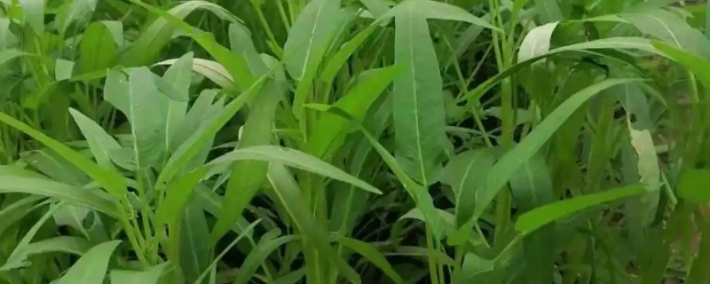 空心菜可以活到几月份，一直到11月份才枯死