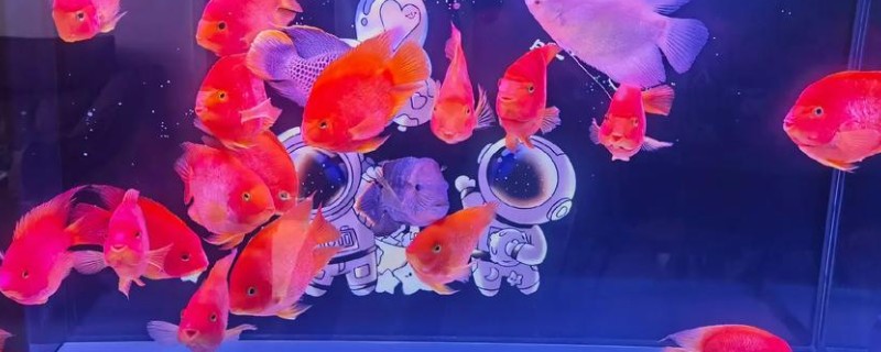 元宝鹦鹉鱼和财神鹦鹉鱼的区别,外形和颜色均不同