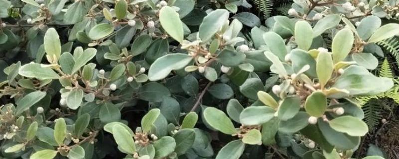 种桃金娘施哪种肥，基肥以有机肥为主