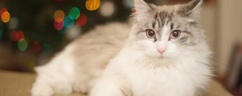 猫咪食欲不振的原因及处理方法，可能是消化不良所致