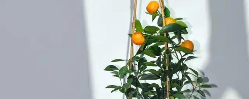 盆栽橘子树叶子发黄怎么处理，需及时更换土壤