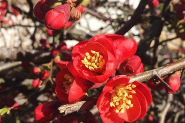 红腊梅是不是染色的，红腊梅不是染色的