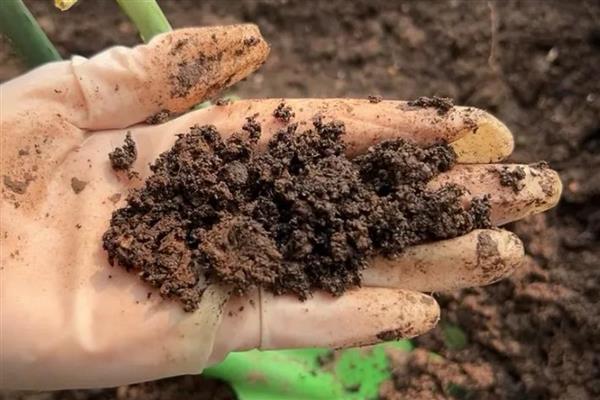 红腊梅是不是染色的，红腊梅不是染色的