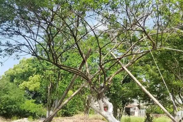 红腊梅是不是染色的，红腊梅不是染色的