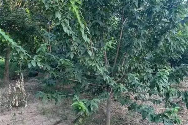 红腊梅是不是染色的，红腊梅不是染色的