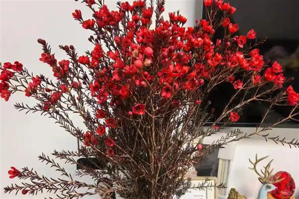 红腊梅是不是染色的，红腊梅不是染色的