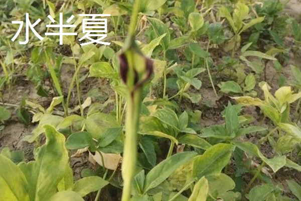 水半夏和旱半夏的区别是什么,形态特征、生长环境均不同