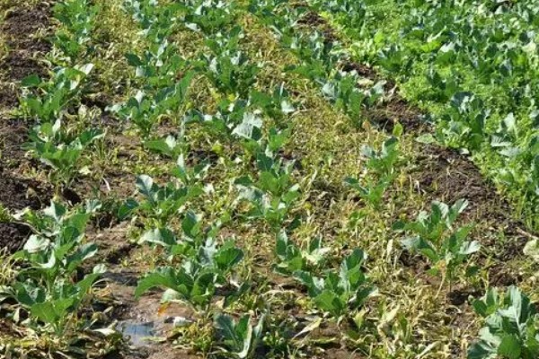 水半夏和旱半夏的区别是什么,形态特征、生长环境均不同
