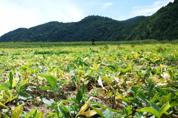 水半夏和旱半夏的区别是什么,形态特征、生长环境均不同