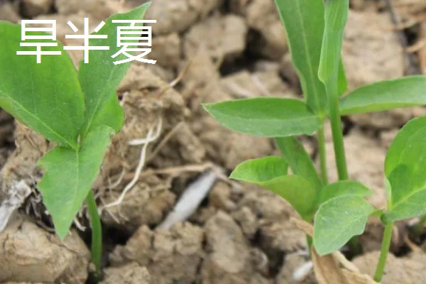 水半夏和旱半夏的区别是什么,形态特征、生长环境均不同