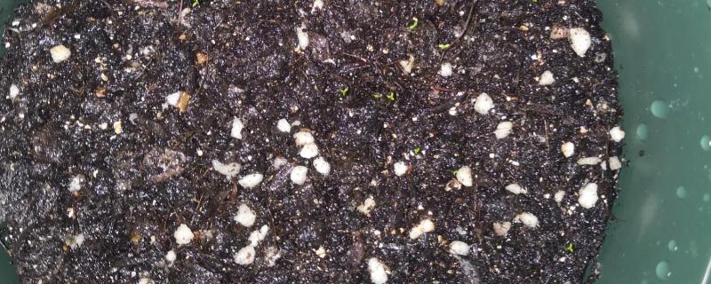 满天星种子多久可以发芽，不催芽的话需要十天左右