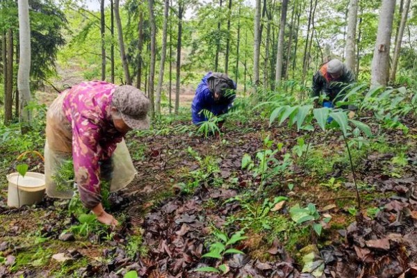 黄精用什么肥料，通常施用农家肥、土杂肥等
