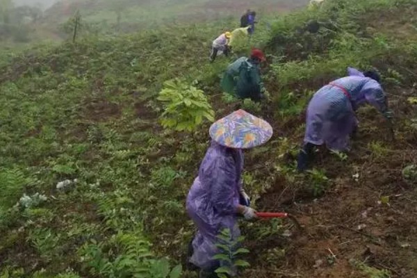 黄精用什么肥料，通常施用农家肥、土杂肥等