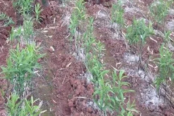 黄精用什么肥料，通常施用农家肥、土杂肥等