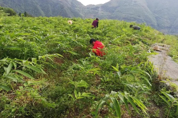 黄精用什么肥料，通常施用农家肥、土杂肥等